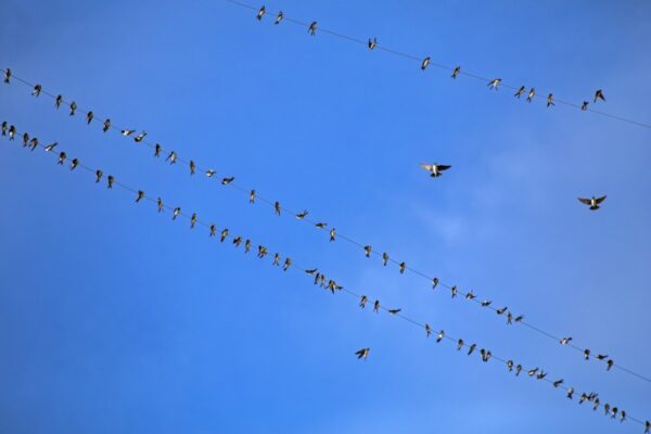Beyond Bluesky: These are the apps building social experiences on the AT Protocol